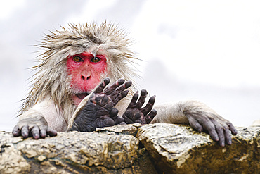 Japanese Macaque (Macaca fuscats), Nagano, Japan, Asia