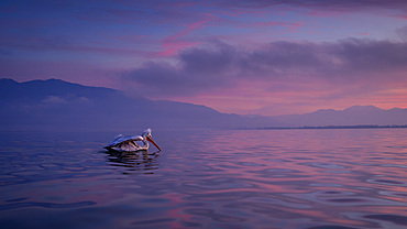 Dalmation Pelican, Lake Kerkini, Central Macdonia, Greece, Europe