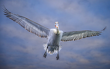 Dalmation Pelican, Lake Kerkini, Central Macdonia, Greece, Europe