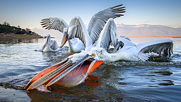 Dalmation Pelican, Lake Kerkini, Central Macdonia, Greece, Europe