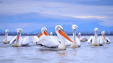 Dalmation Pelican, Lake Kerkini, Central Macdonia, Greece, Europe