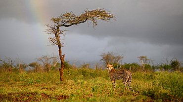 Cheetah, South Africa, Africa