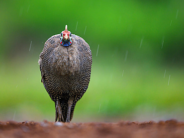 Helmeted Guinea Fowl in rain, South Africa, Africa