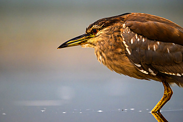 Profile of Night Heron, South Africa, Africa