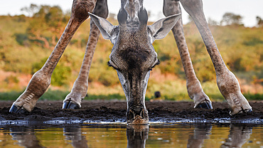 Giraffe at waterhole, South Africa, Africa