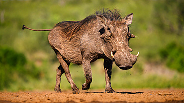 Warthog, South Africa, Africa