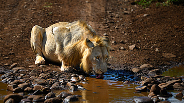 Male Lion drinking, South Africa, Africa