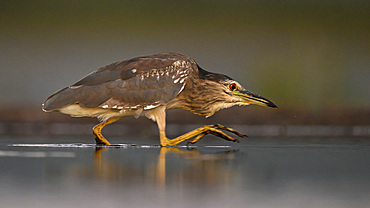 Night Heron fishing, South Africa, Africa