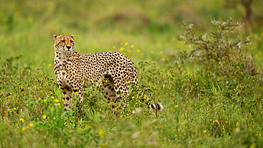 Cheetah, South Africa, Africa