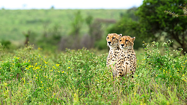 Cheetah, South Africa, Africa