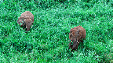 Foraging African Elephants, South Africa, Africa