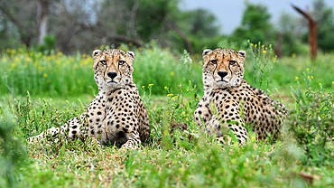 Cheetah, South Africa, Africa