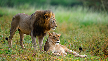 Lion with mate, South Africa, Africa