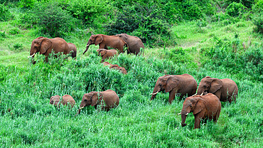 Foraging African Elephants, South Africa, Africa