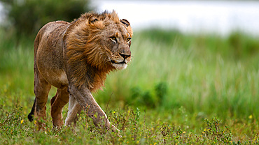 Lions, South Africa, Africa