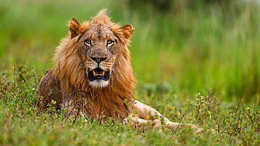 Lions, South Africa, Africa