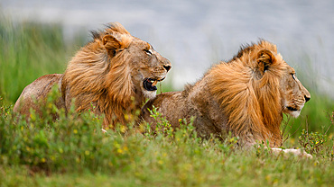 Lions, South Africa, Africa