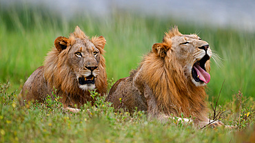 Lions, South Africa, Africa