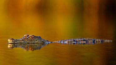 Crocodile, South Africa, Africa