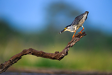 Night Heron, South Africa, Africa