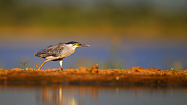 Night Heron, South Africa, Africa