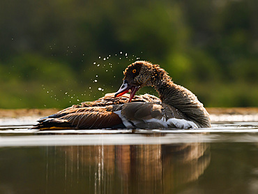 Egyptian Goose preening, South Africa, Africa