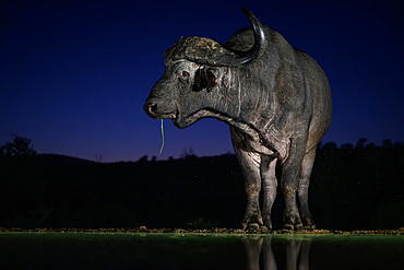 Buffalo at waterhole, South Africa, Africa