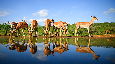 Impala reflections, South Africa, Africa