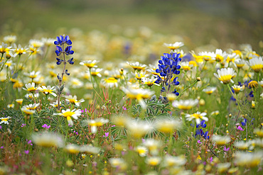 Wild flowers, Santorini, Cyclades, Greek Islands, Greece, Europe