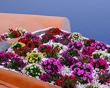 Colourful flowers, Santorini, Cyclades, Greek Islands, Greece, Europe