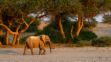 Desert Adapted African Elephant, Namibia, Africa