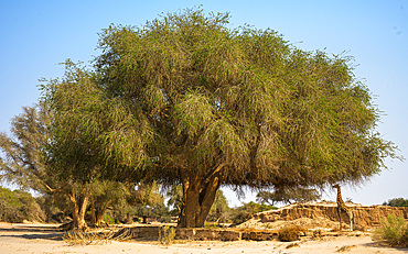 Giraffe feeding in dry riverbed, Namibia, Africa