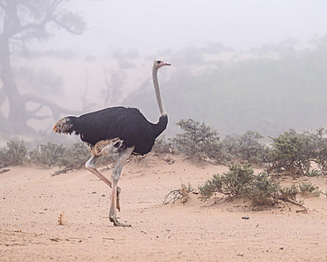 Ostrich in desert, Namibia, Africa