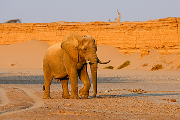 Desert Adapted African Elephant, Namibia, Africa