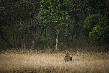 Sambar Deer, India, Asia