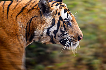 Royal Bengal Tiger, India, Asia