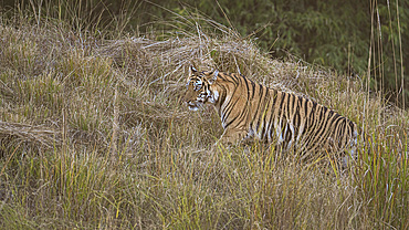 Royal Bengal Tiger, India, Asia