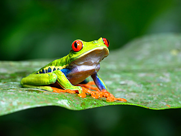 Red Eyed Tree Frog, Costa Rica, Central America