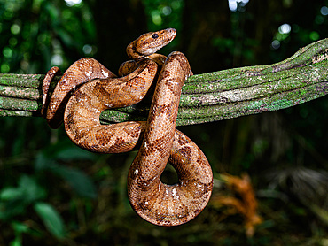 Tree Boa, Costa Rica, Central America