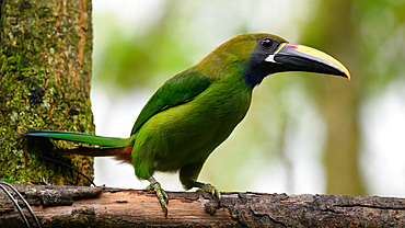 Emerald Toucanet, Costa Rica, Central America