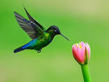 Fiery Throated hummingbird, Costa Rica, Central America