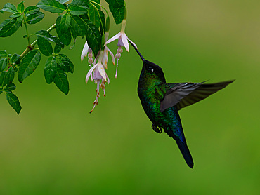 Fiery Throated hummingbird, Costa Rica, Central America