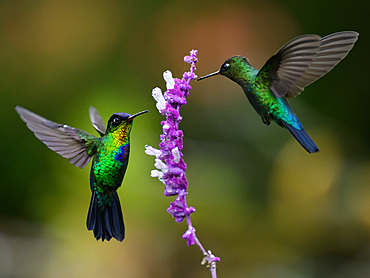 Fiery Throated hummingbird, Costa Rica, Central America