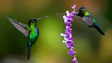 Fiery Throated hummingbird, Costa Rica, Central America