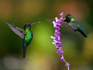 Fiery Throated hummingbird, Costa Rica, Central America