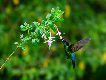 Fiery Throated hummingbird, Costa Rica, Central America