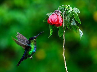 Fiery Throated hummingbird, Costa Rica, Central America