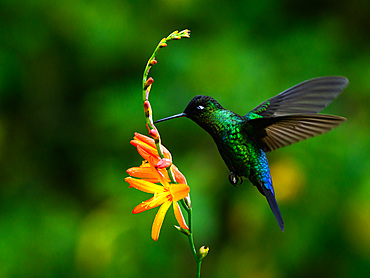 Fiery Throated hummingbird, Costa Rica, Central America