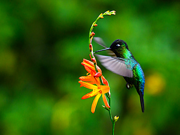 Fiery Throated hummingbird, Costa Rica, Central America