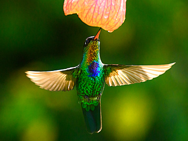 Fiery Throated hummingbird, Costa Rica, Central America